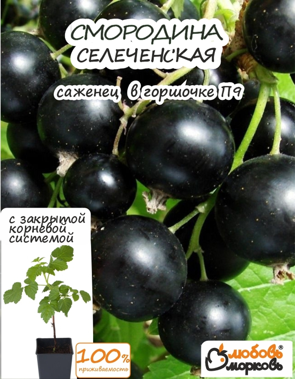 Саженец, Смородина, Селеченская