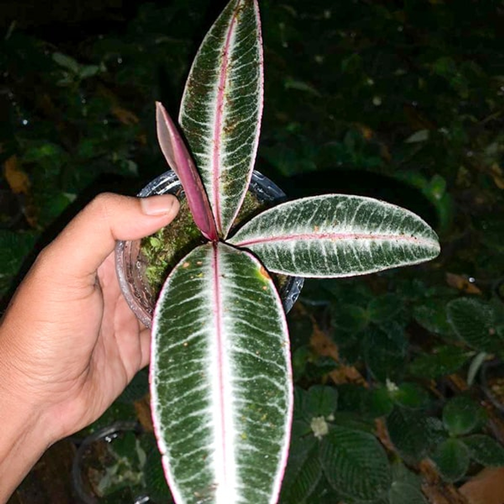 Лабизия SP KAPUAS 02