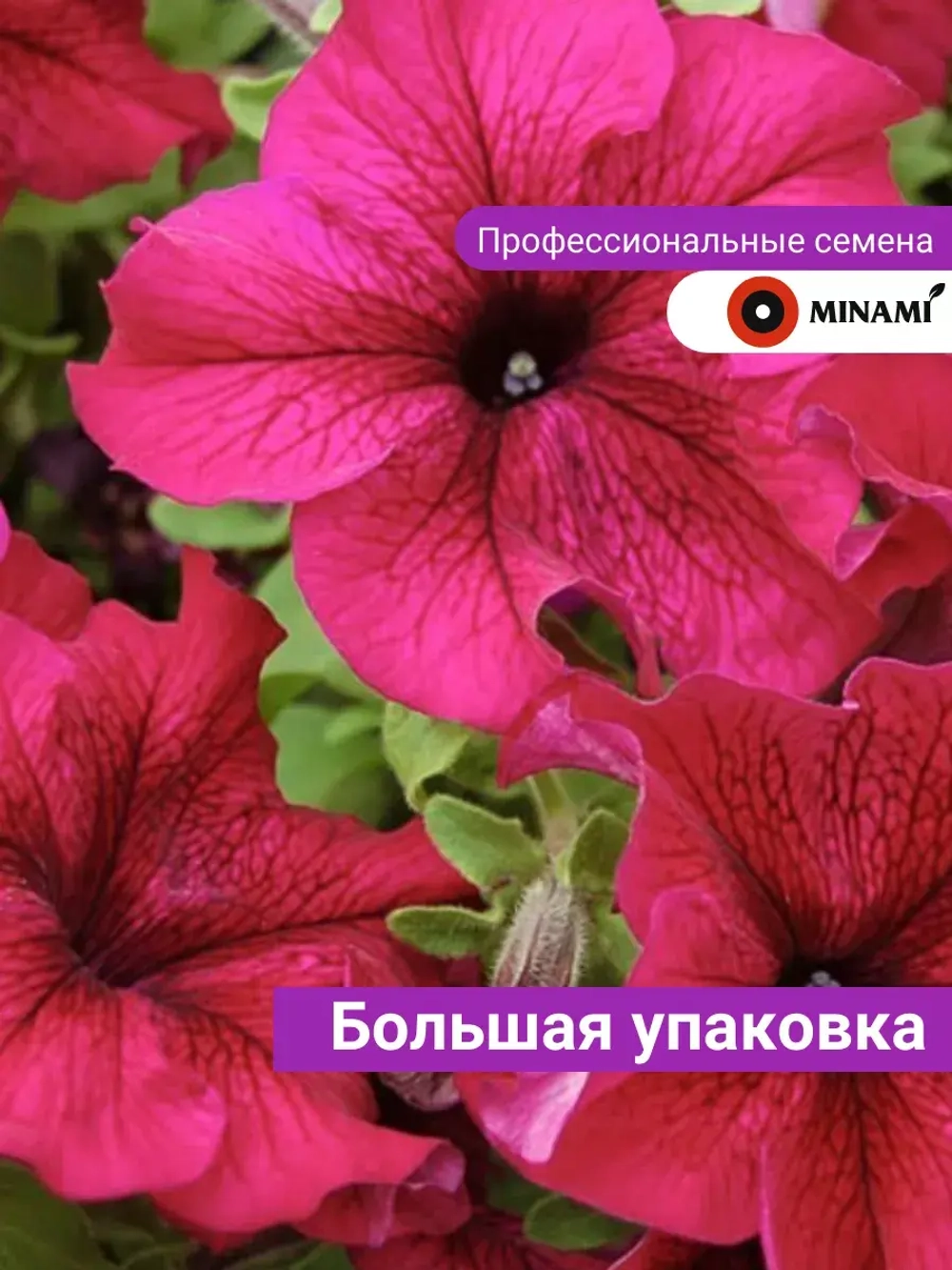 Петуния Тоуга тёмная пурпурно-красная проф семена 30шт