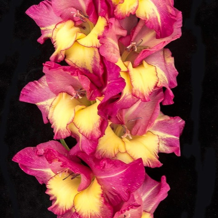 Гладиолус крупноцветковый Аленький Цветочек