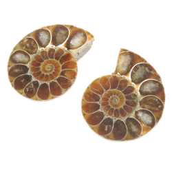 Аммонитовая пара