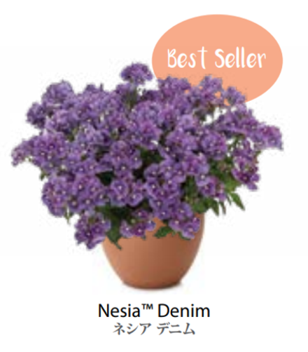ЕВРО Немезия Nemesia Nesia Denim НЕукор черенок середина ноября 25