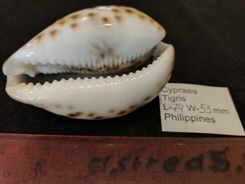 Ципрея Тигрис "90-103 мм"