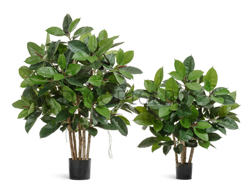 Фикус Эластика куст зеленый в-90 см 2/2 10.33803N