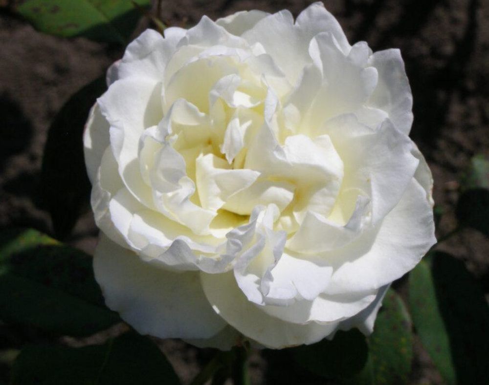 Роза чайно-гибридная Афина