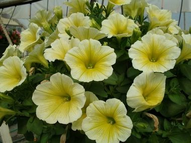 S60228 Петуния кустовая Grandiflora Prism Sunshine 100 шт.