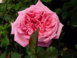 Ромина (Romina)