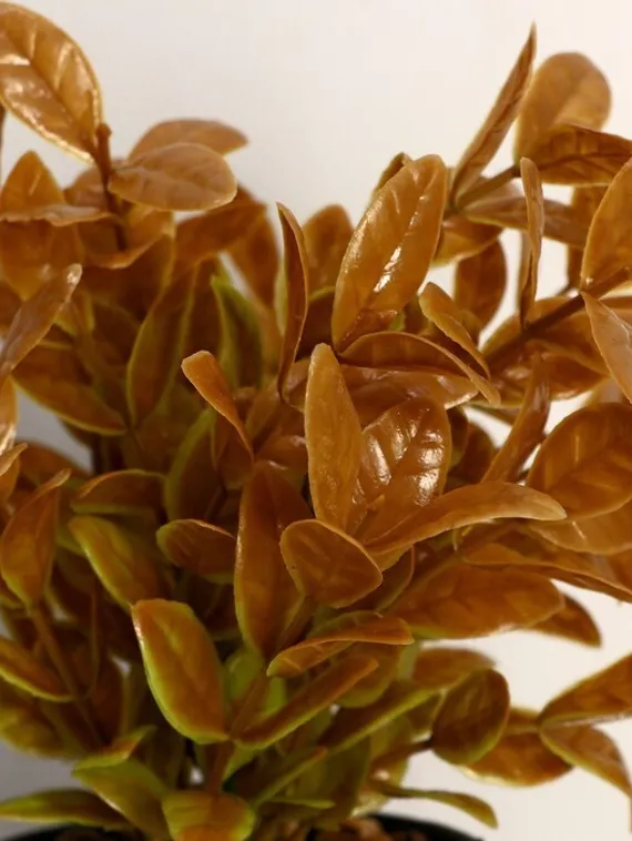 Бонсай &quot;Руэллия&quot; 9*20 см    микс