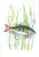 Альбом для раскрашивания полноцветный. Раскраски