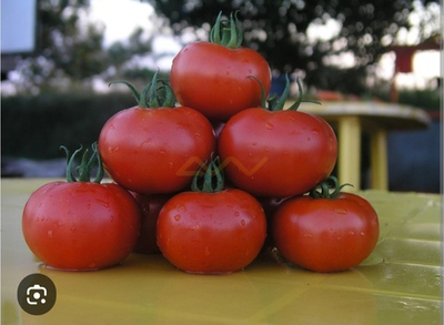 Полфаст F1 - Polfast F1 1000 семян