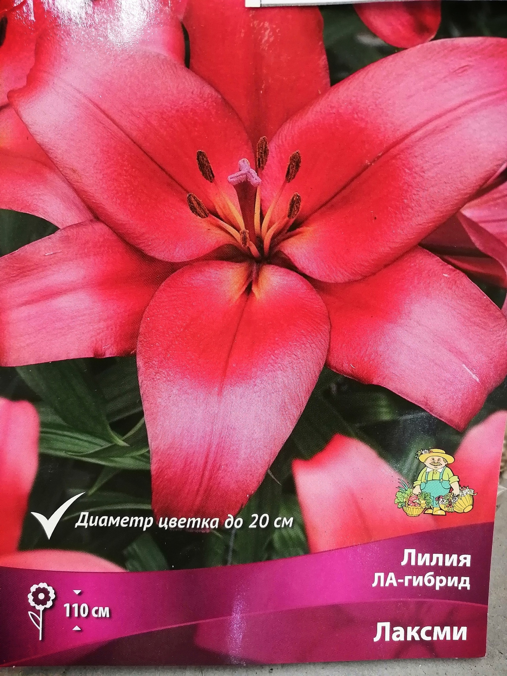 Луковица Лилия ЛА-гибрид Лаксми 2шт