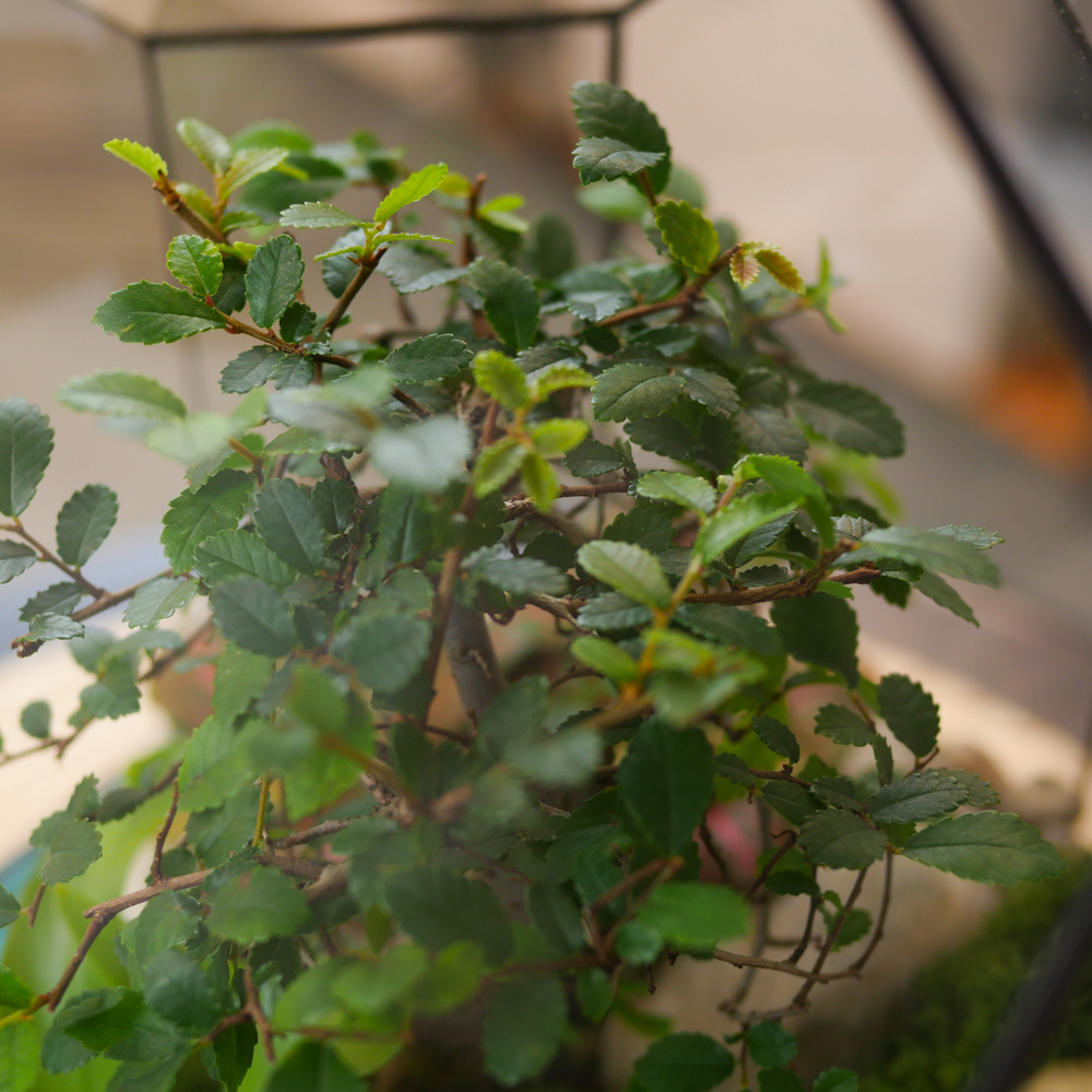 Готовый флорариум бонсай Японский вяз Бонсариум с озером