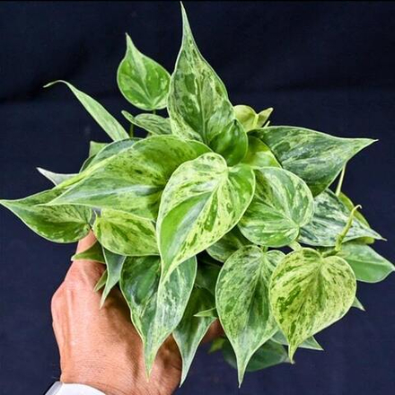 Филодендрон HEDERACEUM VAR