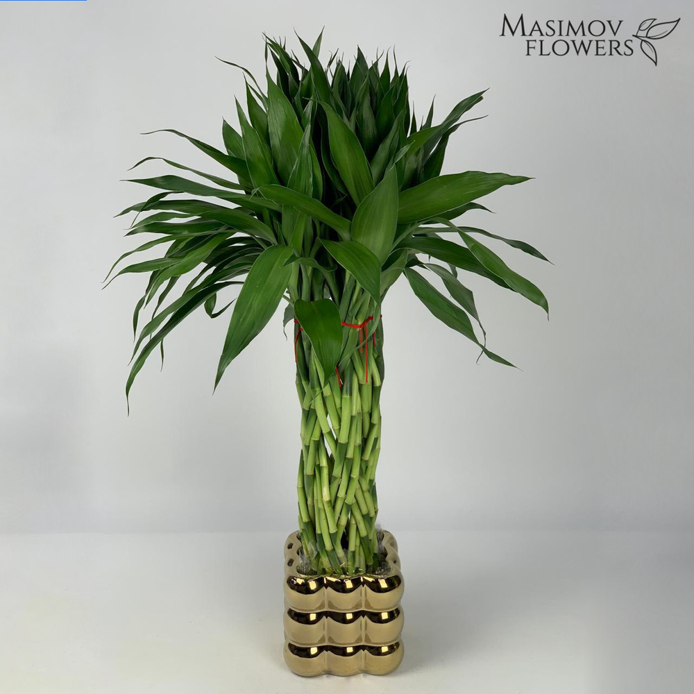 Композиция бамбук счастья "Артём"