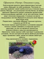Офиопогон Нигер многолетний