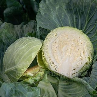 Капуста белокочанная Триперио F1 (СГ 3352 F1 )  2500 (семян)