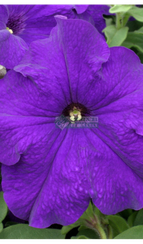 Петуния PRISM BLUE