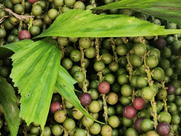 Как растет и плодоносит пальма кариота