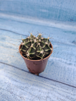 Gymnocalycium Friedrichii (Гимнокалициум)