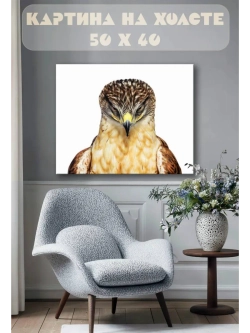 Картина на стену 40 X 50 Хищная птица