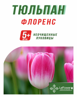 Тюльпан Луковица, Флоренс, 5+ шт