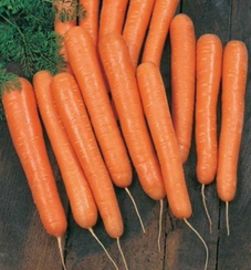 Волкано F1 семена моркови нантской (Vilmorin / Вильморин)