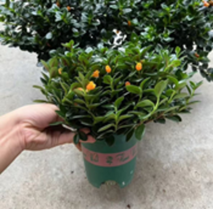 Ипомея Goldfish Plant д. 12