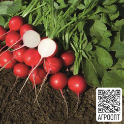 РОВЕР F1 семена редиса (Bejo | Alexagro)