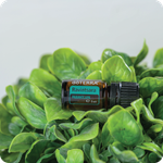 Эфирное масло doTERRA Равинтсара, Ravintsara, 5 мл