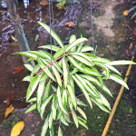 Хойя KENTIANA VAR INSIDE