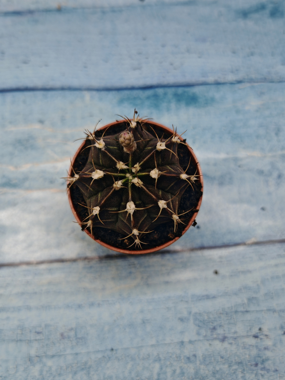 Gymnocalycium Friedrichii (Гимнокалициум)