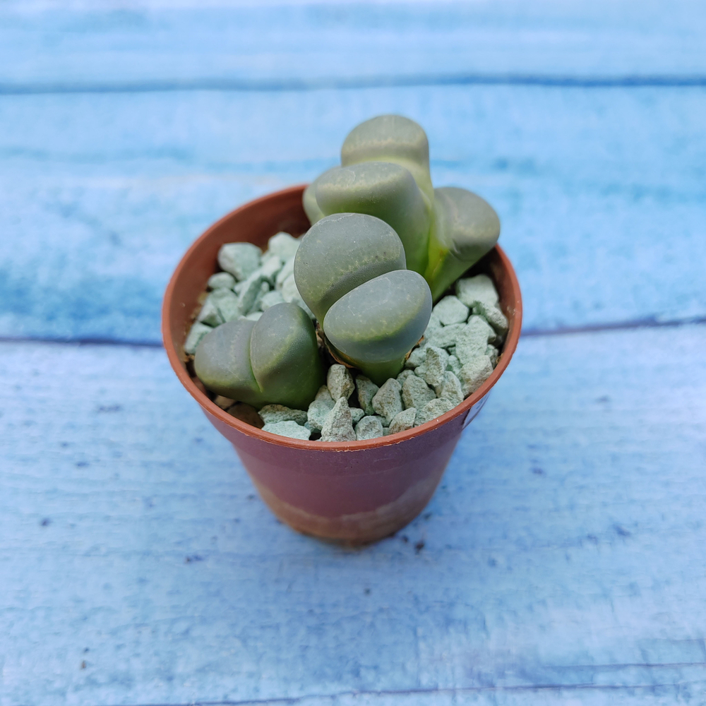 Lithops sp. (Литопсы)