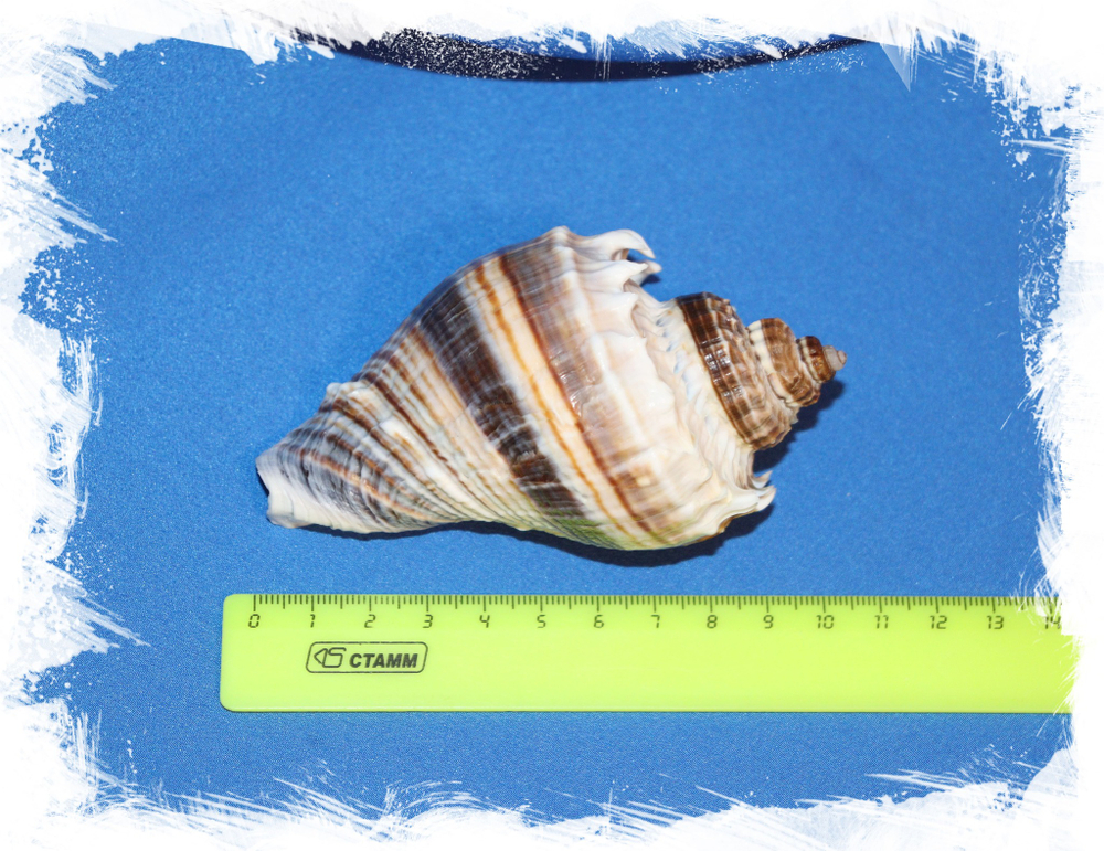 Ракушка Мелонгена корона (Melongena corona)  размер