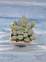 Pachyveria sp. (Пахиверия)