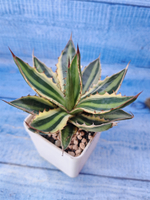 Agave Americana Mediopicta (Агава)