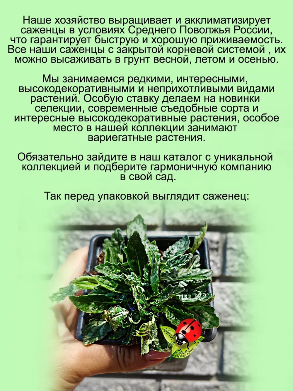 Живучка Спарклер Бенгальский огонь аюга многолетник