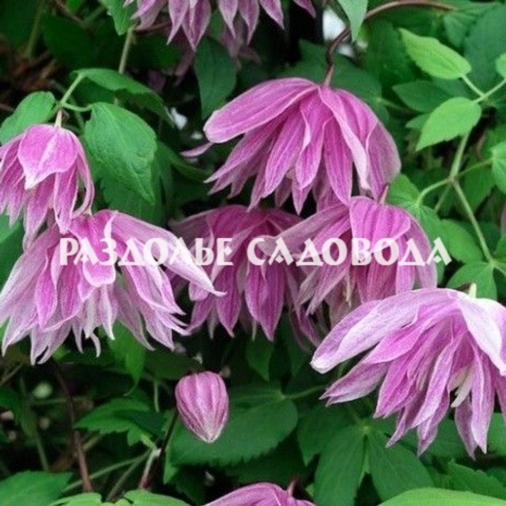Клематис ботанический (княжик) Парпл Дрим