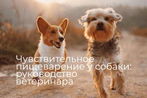Чувствительное пищеварение у собаки: как выбрать корм - экспертное руководство ветеринара