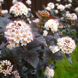 Пузыреплодник opulifolius Red Baron