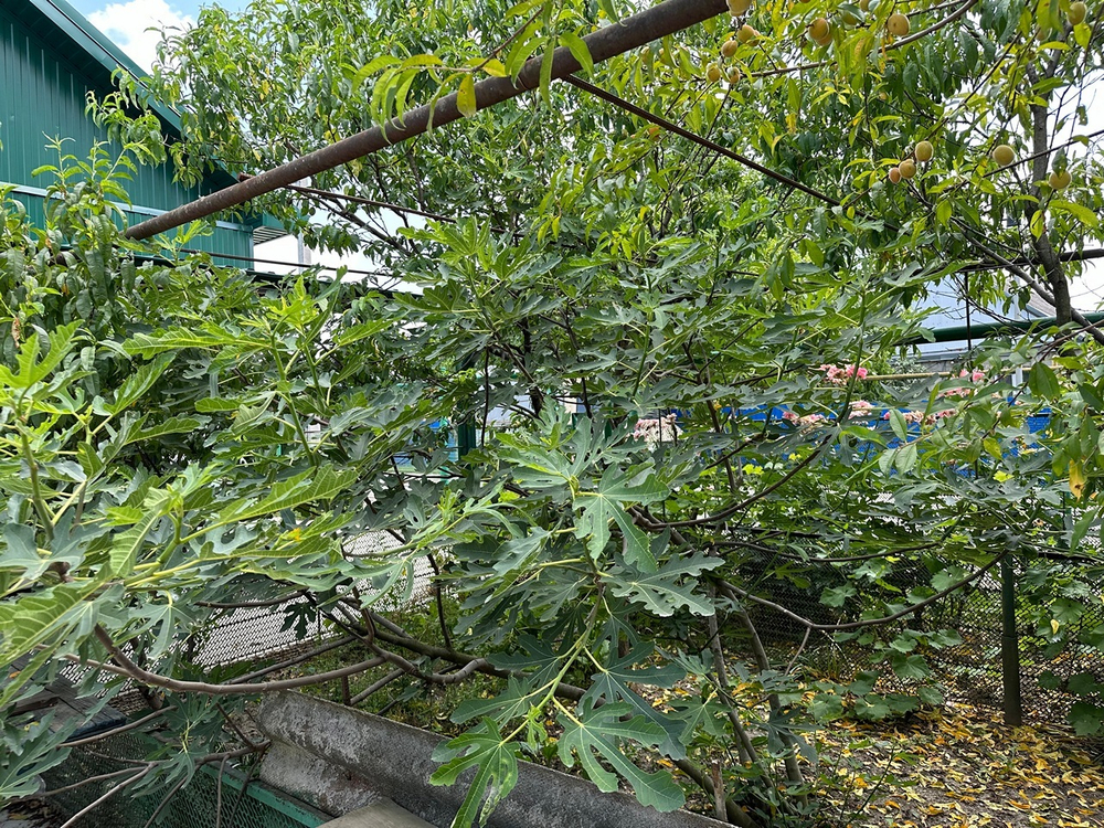 Хороший дом в х.Прикубанский, Славянского района