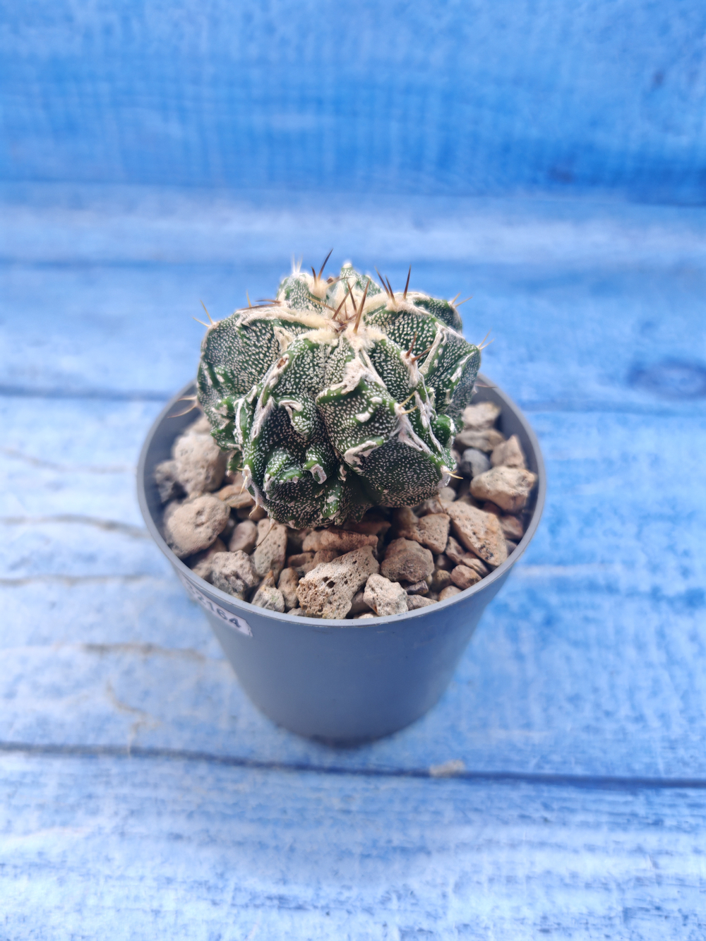 Astrophytum Myriostigma Fukuryu (Астрофитум)