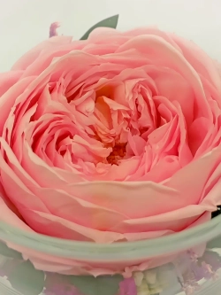 натуральный пион в стекле, вакуум*