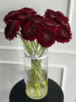 Гербера в бордовом оттенке