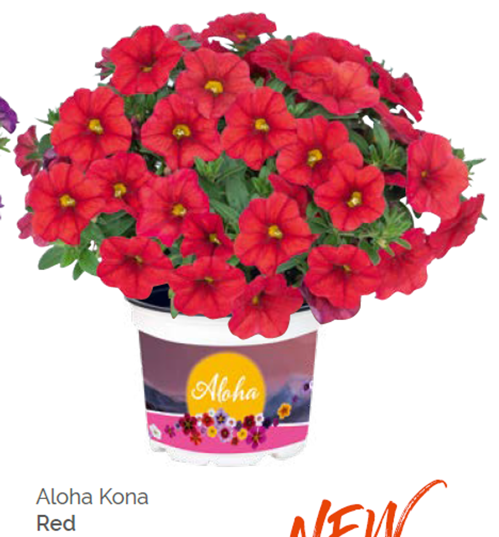 Калибрахоа Aloha Kona Red укорененный черенок ОКС февраль 26 Dummen Orange
