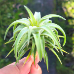 Тилландсия vanhyningii Jumbo Sgl