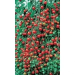 Семена Томат Дюймовочка (УД) Е/П