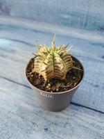 Euphorbia meloformis f. Variegated (Эуфорбия вариегатная)