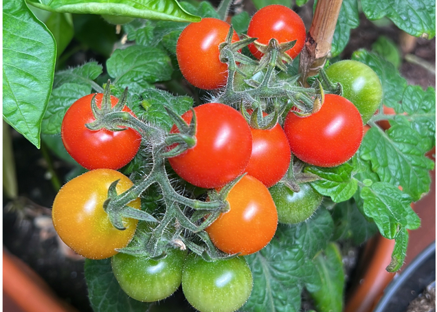 С фитолампой "Всё пучком!" - всё растёт как на дрожжах!