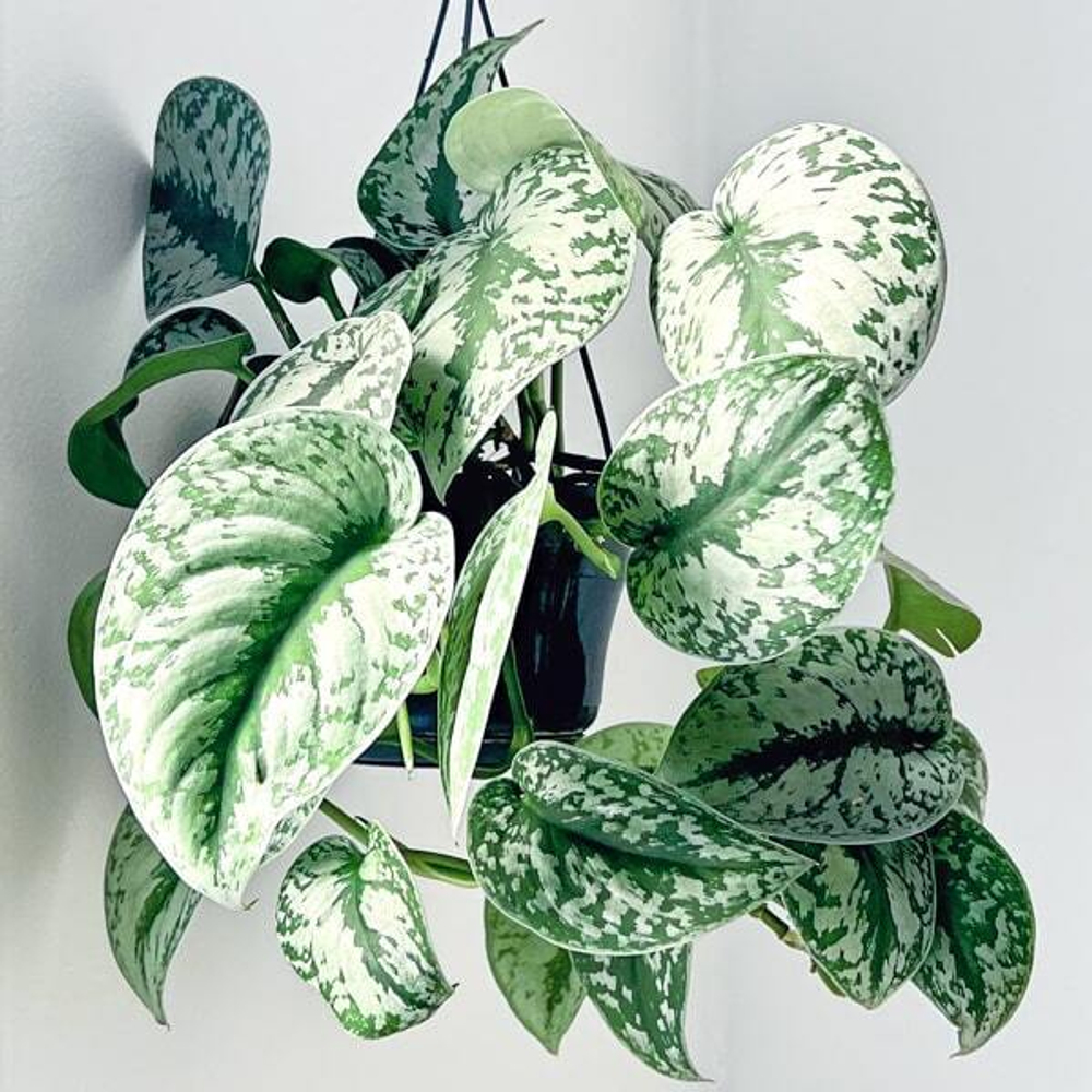 Сциндапсус PICTUS TREBIE