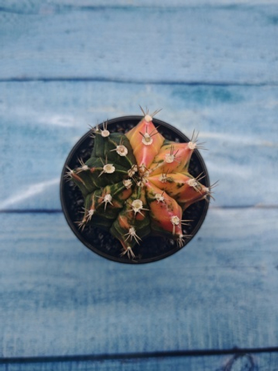 Gymnocalycium Variegata (Гимнокалициум Вариегатный)